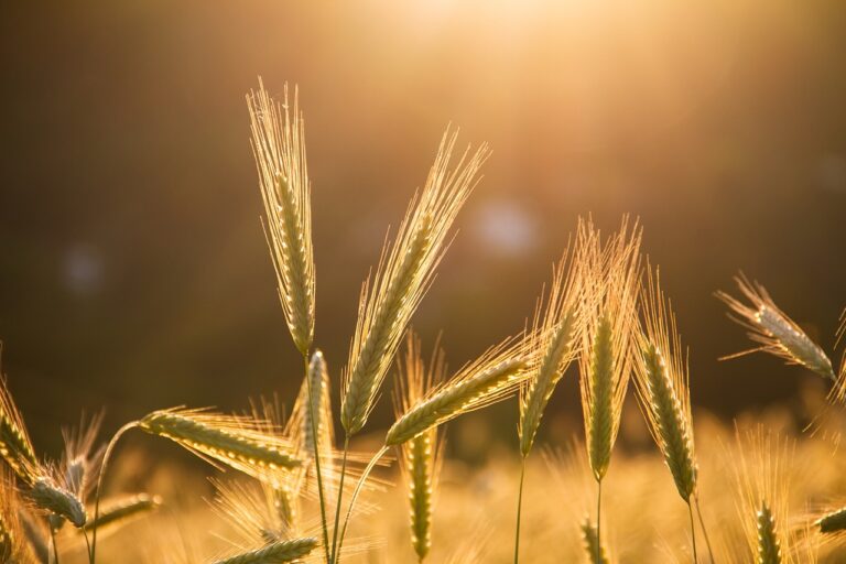 Food Industry and Environmental Sustainability